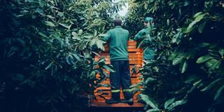Avocado fields