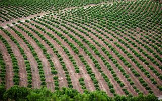 Orange grove in Spain