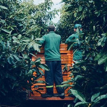 Avocado fields